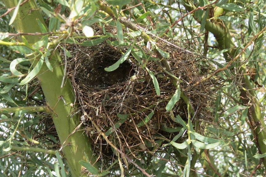 Zebra finch nest in prickly wattle