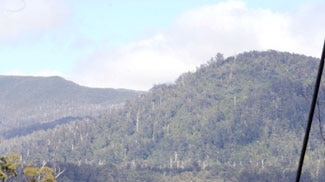 Greens leader Bob Brown is calling for a review of all logging operations in Australia.