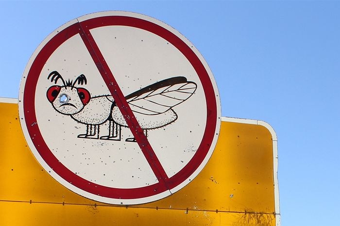 SA the only mainland state fruit fly-free