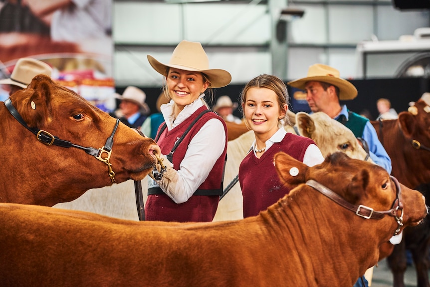 Two women with a pair of cows at an agricultural show