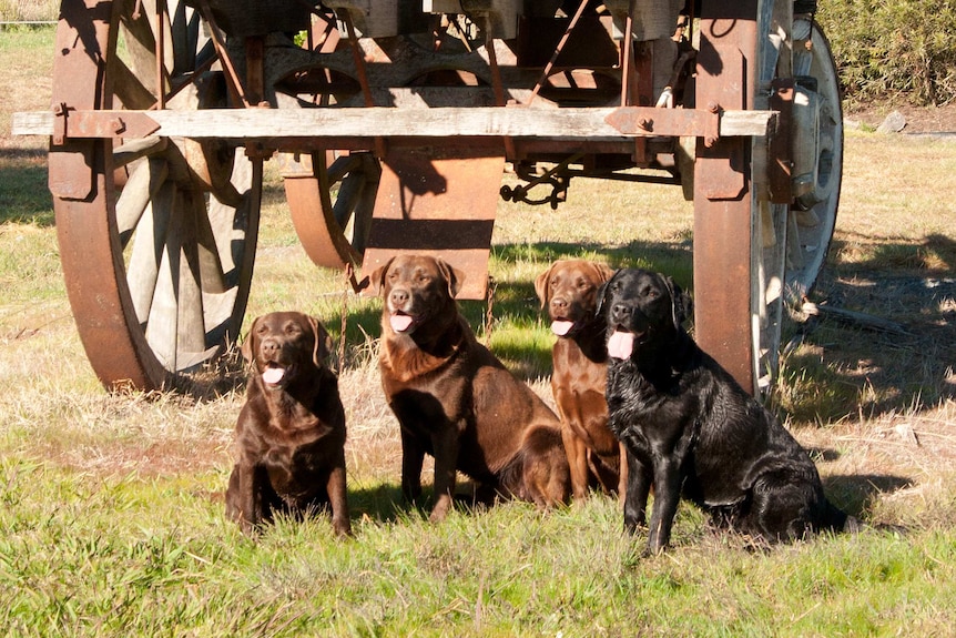 Truffle hunting dogs