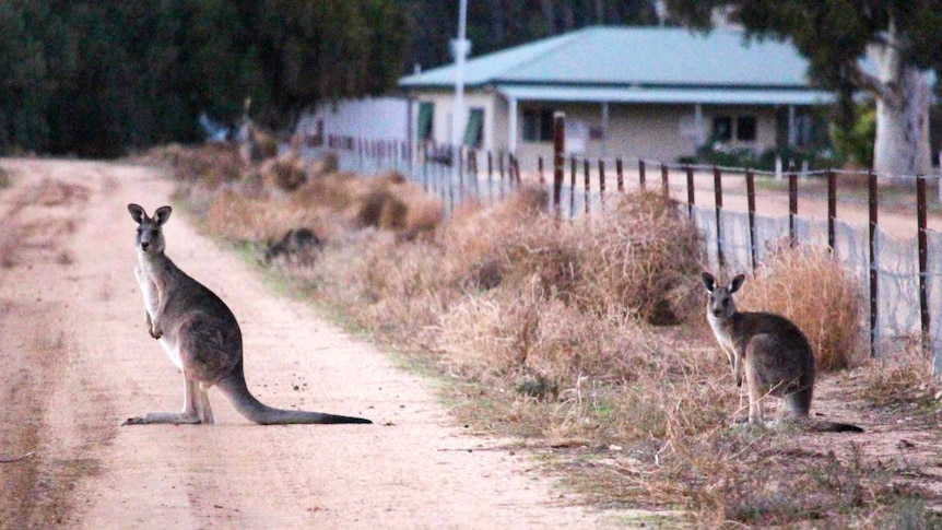 Kangaroos are plaguing country roads as they search for green grass to graze.