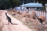 Kangaroos are plaguing country roads as they search for green grass to graze.