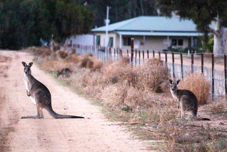 Kangaroos are plaguing country roads as they search for green grass to graze.