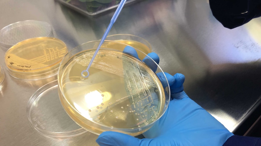 L’OMS met en garde contre l’augmentation de la résistance aux antibiotiques due aux infections bactériennes