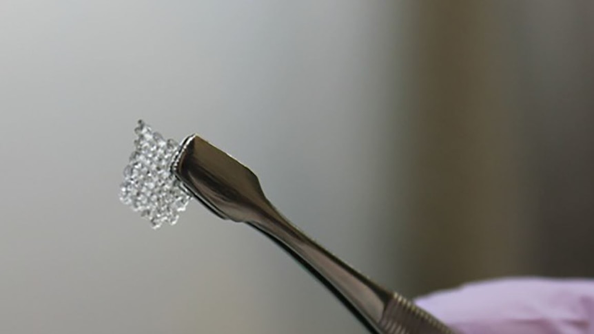 A scientist holds a bioprosthetic mouse ovary made of gelatin with tweezers.