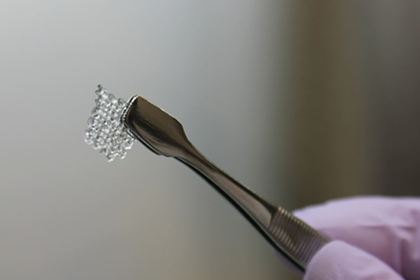 A scientist holds a bioprosthetic mouse ovary made of gelatin with tweezers.