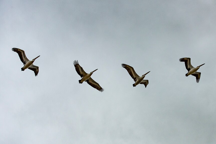 Five pelicans flying in formation.