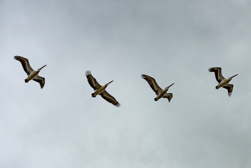 Five pelicans flying in formation.