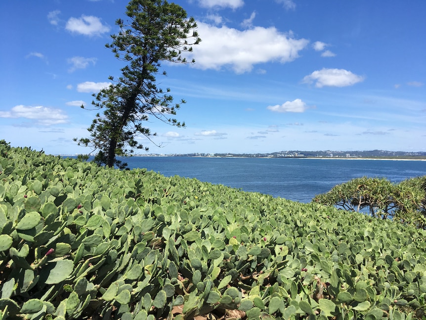 The top of an island full of green prickly pear and one Norfolk pine tree. Image is from the island toward mainland.