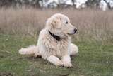 a mareema dog sits in a paddock