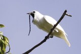 a male white bellbird screaming its mating call