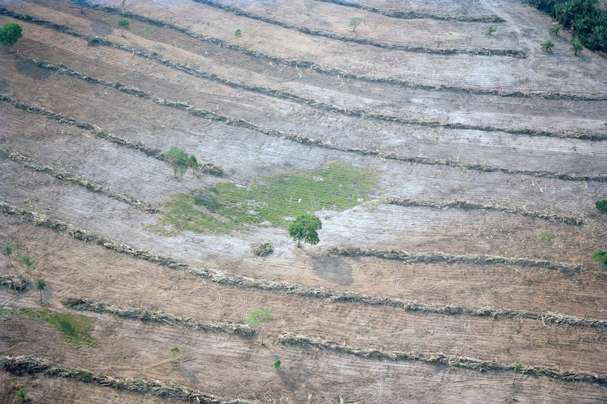 An aerial photograph shows cleared land in Brazil.