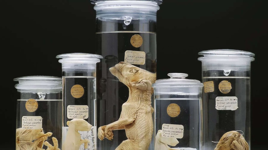 A group of thylacine specimens preserved in jars.