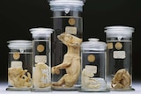 A group of thylacine specimens preserved in jars.