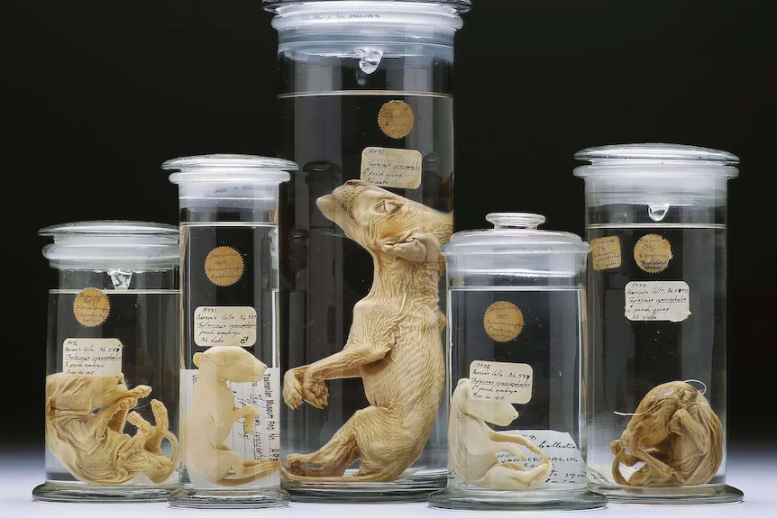 Un groupe de spécimens de thylacine conservés dans des bocaux.