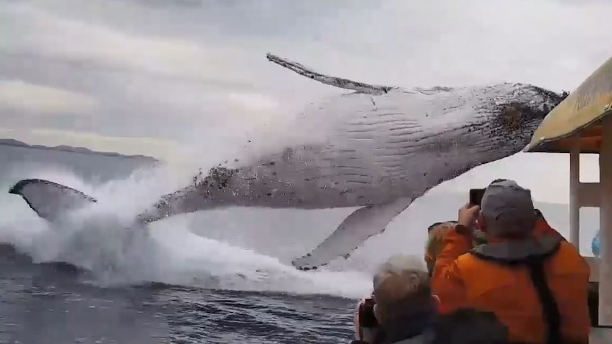 A humpback whale soars through the air right in front of a small boat of spectators.