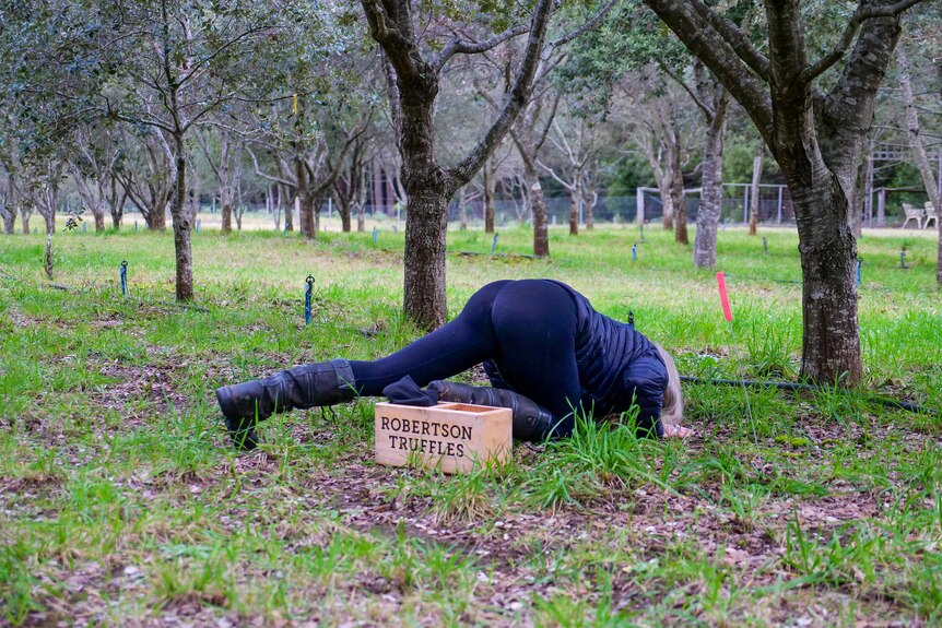 Tanya Moroney sniffs the ground as she searches for buried truffles