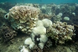 A coral reef in the Lord Howe Island lagoon shows heavy bleaching