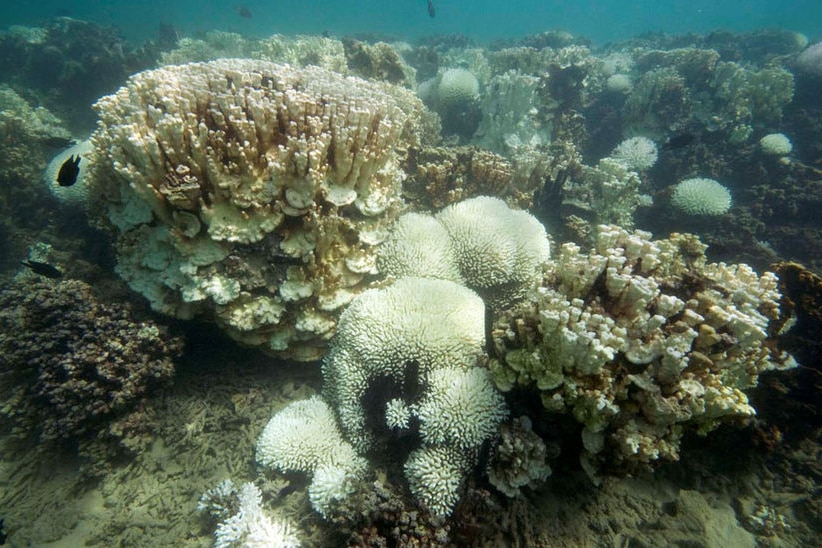 An underwater image of coral that appears washed out and bleached.