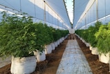 Australian company in joint venture with Chile to grow medicinal cannabis