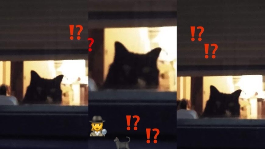 Repeating picture of blurry black cat overlayed with question marks and emojis