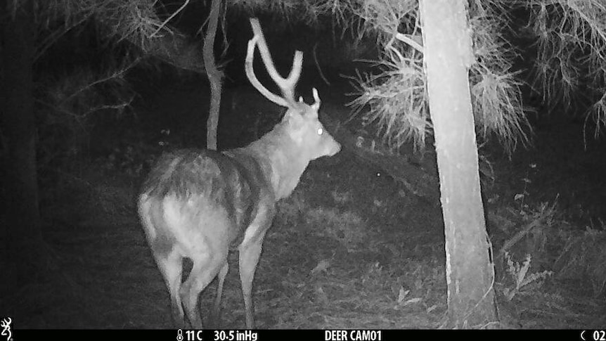 A feral deer caught on a night vision camera.