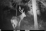 A feral deer caught on a night vision camera.