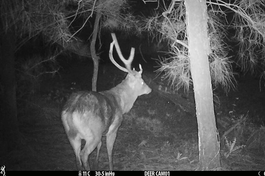 A feral deer caught on a night vision camera.