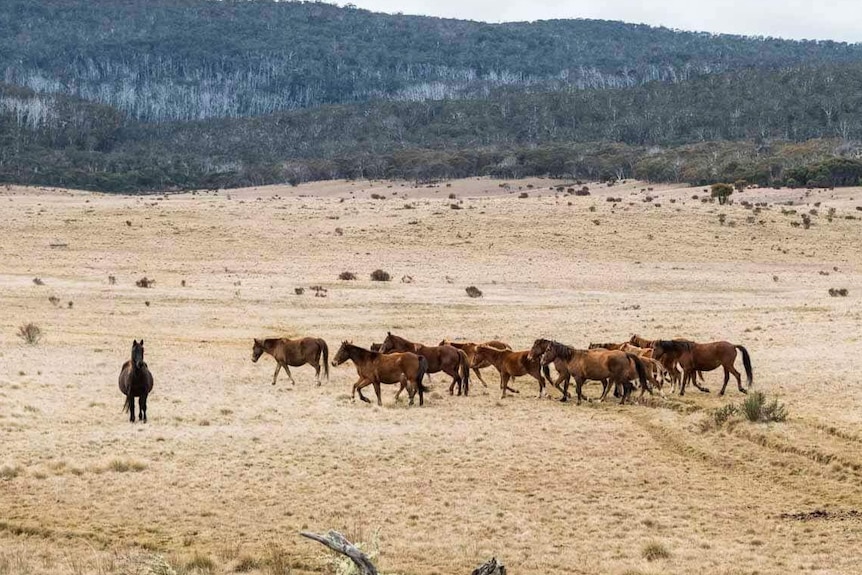 a group of horses walking