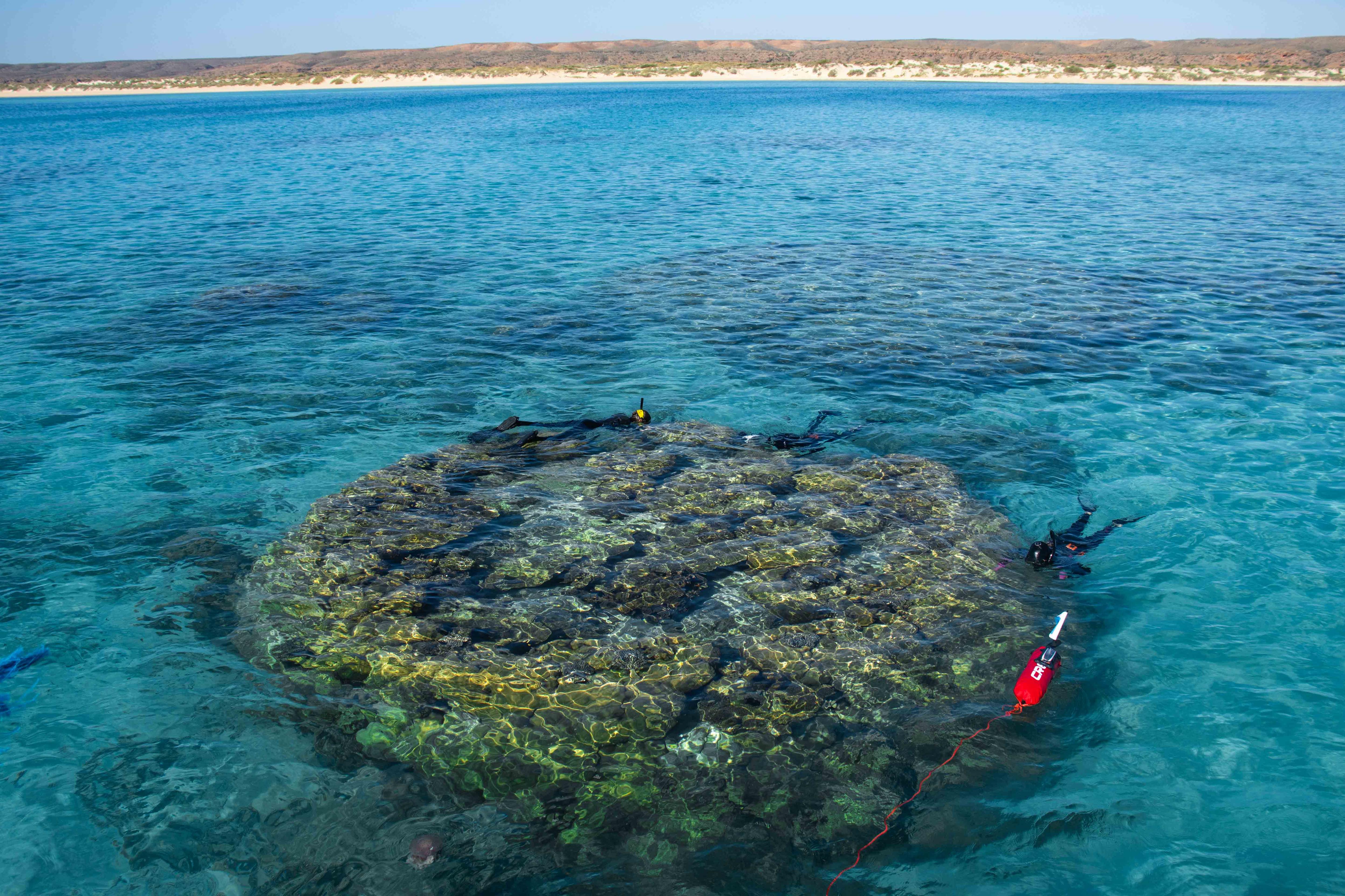 A shot from a boat looking down at a large coral boulder nearly 7 metres across and three people in wetsuits diving it