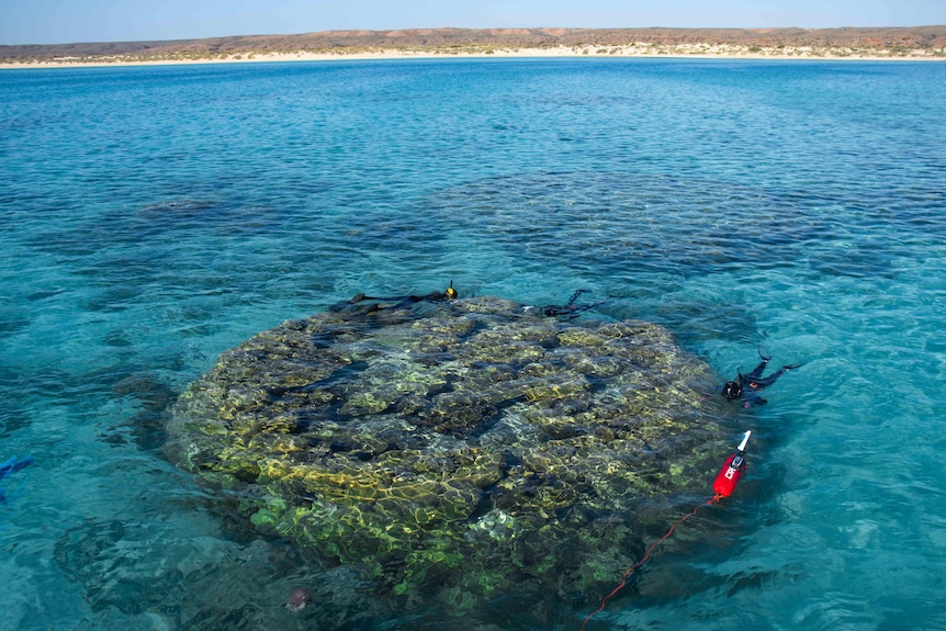 A shot from a boat looking down at a large coral boulder nearly 7 metres across and three people in wetsuits diving it