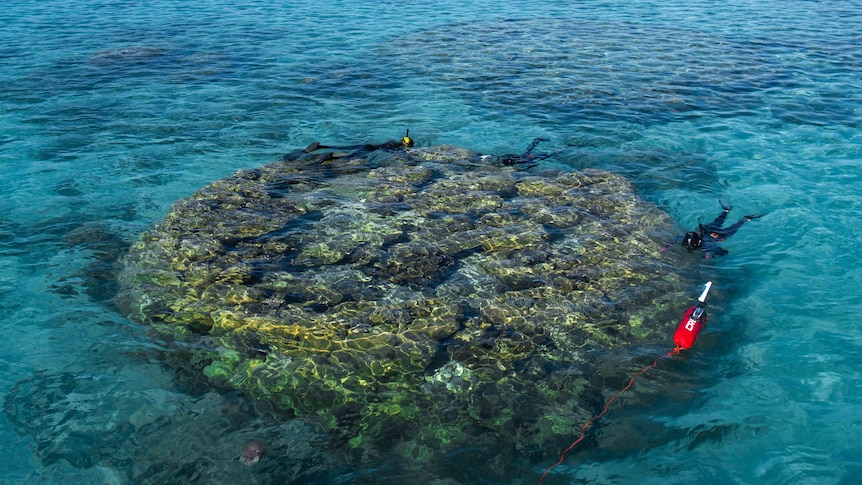 A shot from a boat looking down at a large coral boulder nearly 7 metres across and three people in wetsuits diving it