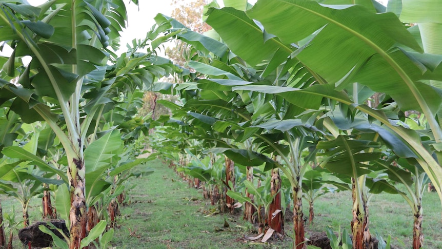 Photo of Cavendish banana plantation