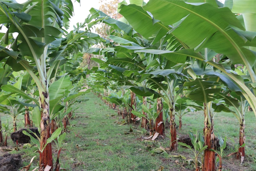 Photo of Cavendish banana plantation