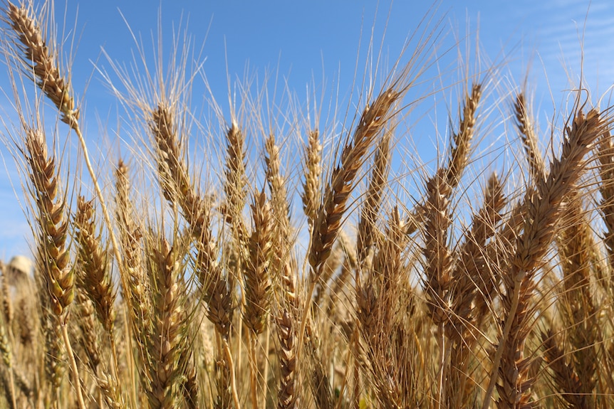 A close-up of heads up wheat in a field, with blue sky in the background.