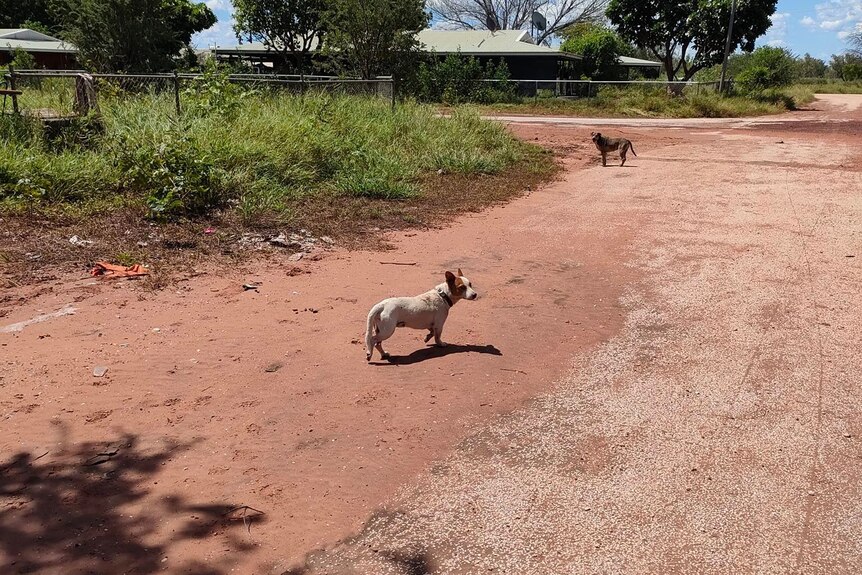 Two dogs walk along a dirt road