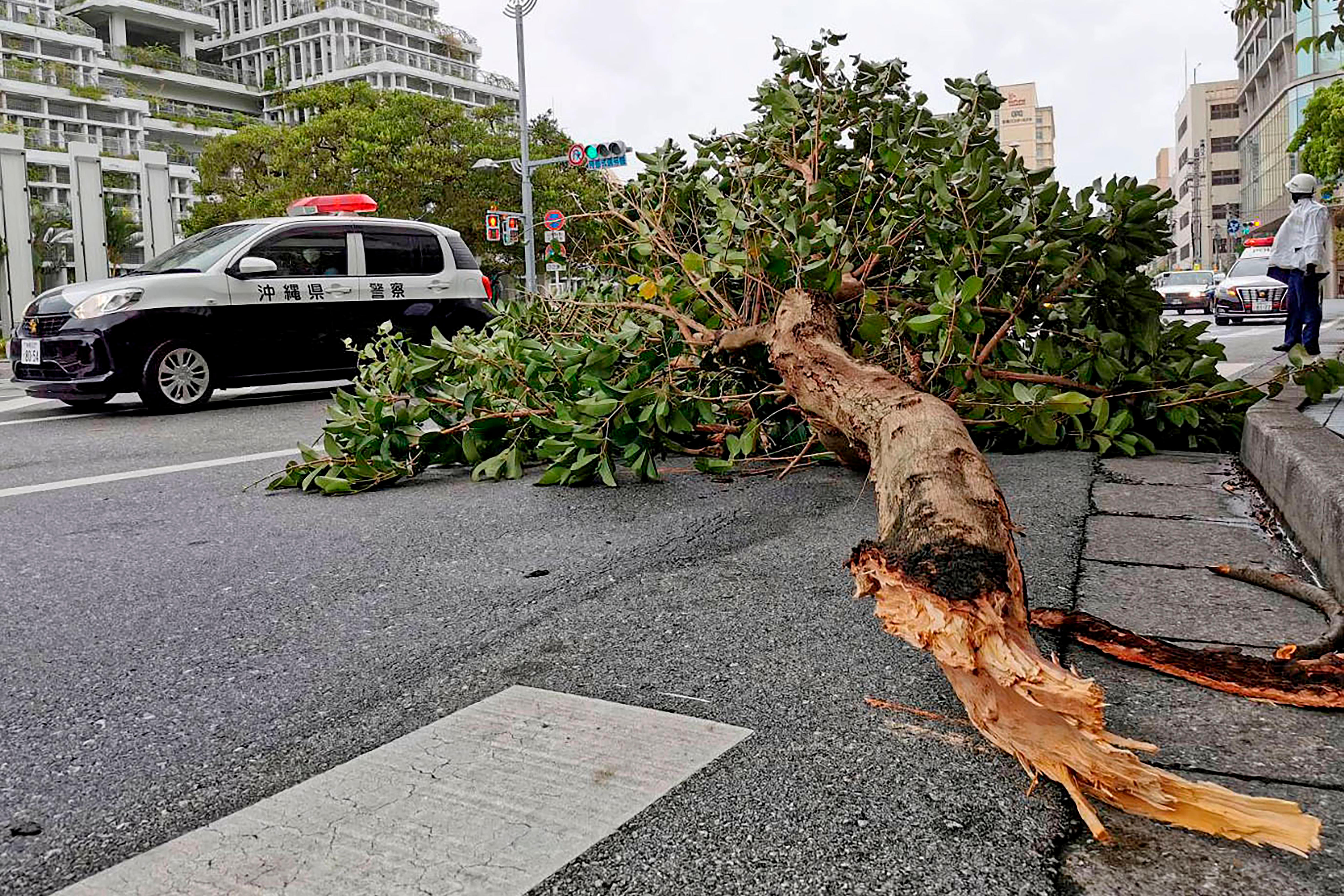 A tree snapped off at the trunk lies across a street as a Japanese police car drives past. 