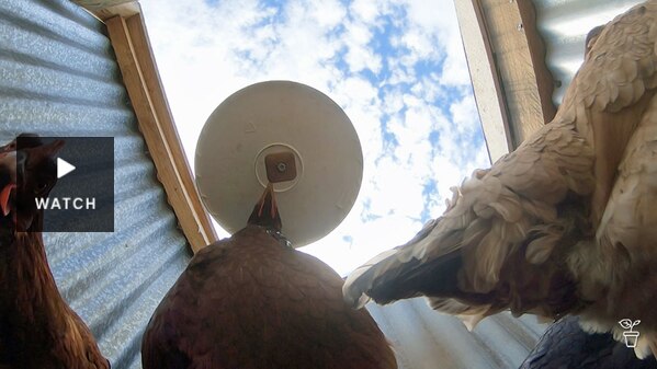A low-angle view looking up at chooks and a chook feeder. Has Video.