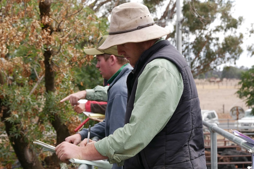 three man stand on a raised platform, one is taking notes, the others point down to a crowd (not pictured) bidding for cattle.