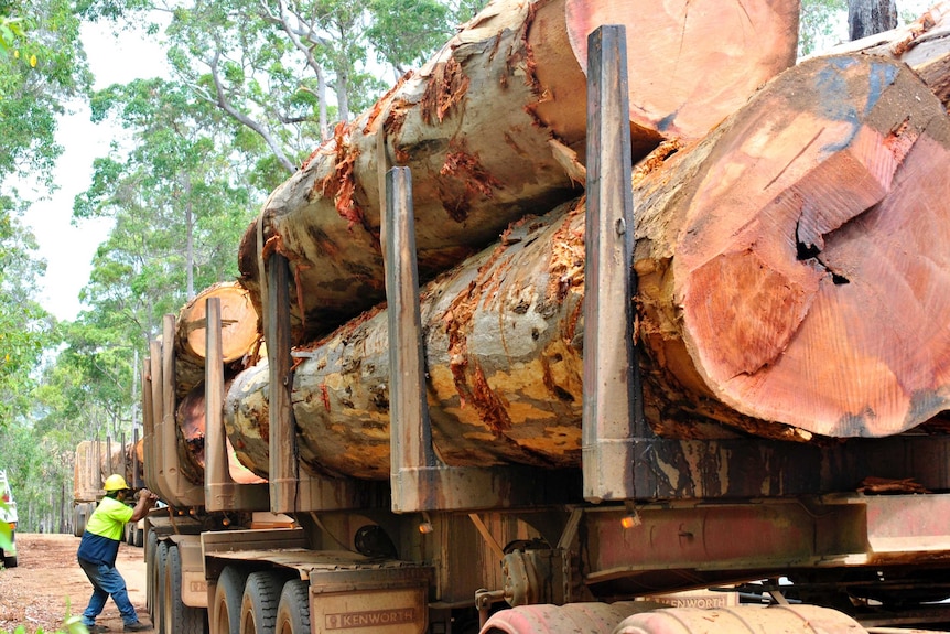 Large karri logs sit on the back of a truck.