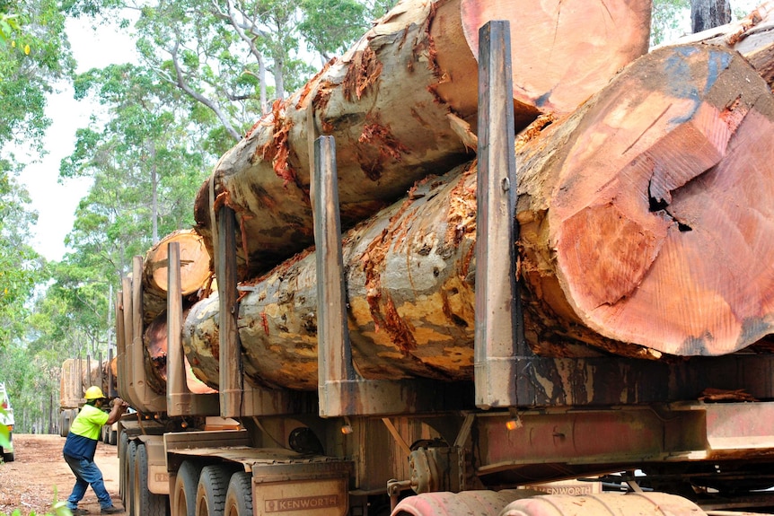 Large logs of karri are placed in the back of a truck.