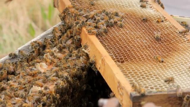 Honey bees crawl all over honeycomb on a hive rack