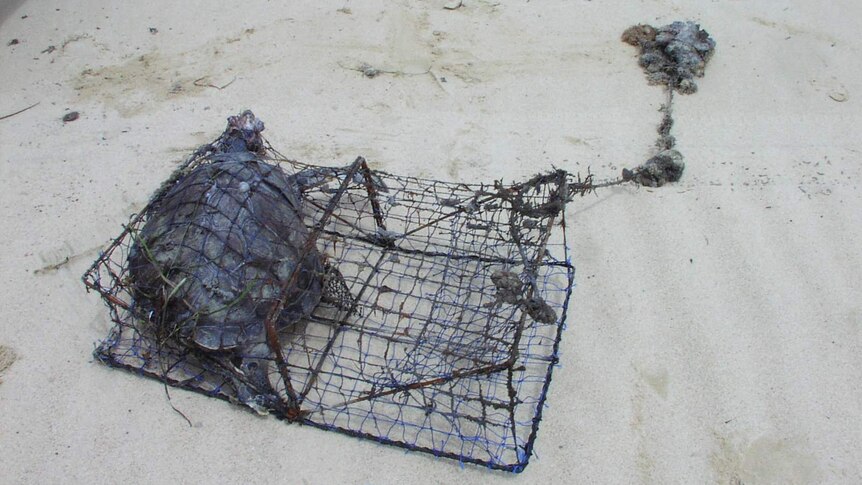 Turtle caught in discarded fishing trap - ABC News