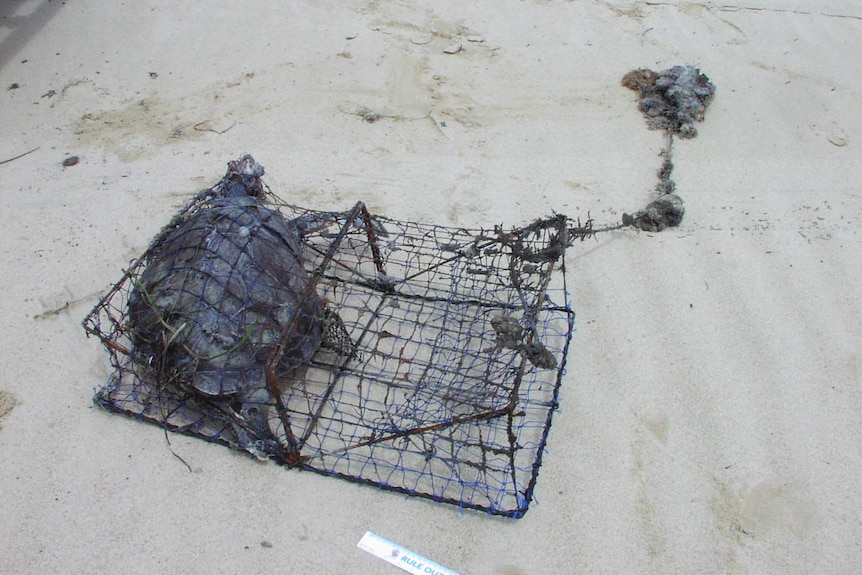 A turtle caught in a crab trap in the Port Stephens-Great Lakes Marine Park.