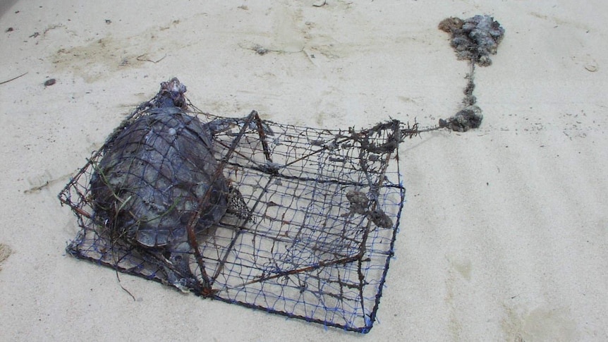 A turtle caught in a crab trap in the Port Stephens-Great Lakes Marine Park in May last year.