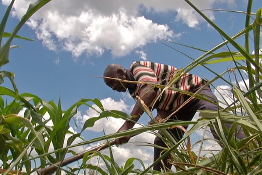 Pensioner James Vuma is bent over surrounded my maize crop.