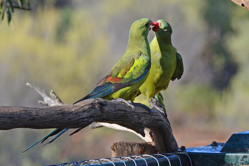 Two yellow-green parrots sitting on a branch chatting with each other