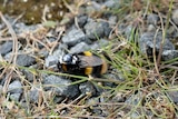 A bumblebee sitting on some stones with a tiny transmitter attached