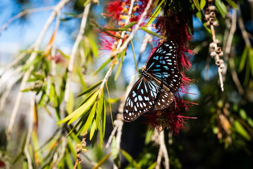 Blue butterflies landing on a bottle brush branch